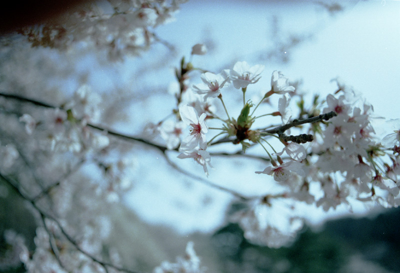 2006/04/01 Yokohama Sankei-en
