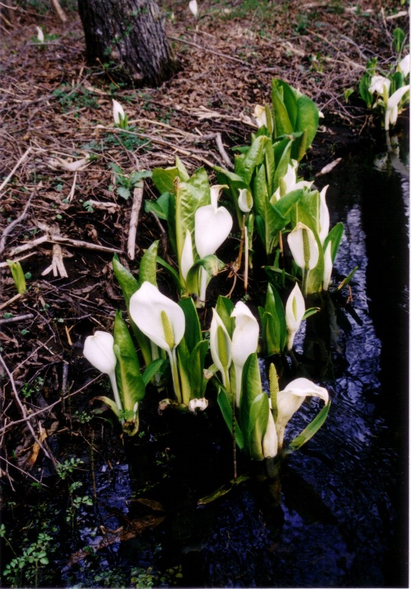 2004/04/30 Togakushi