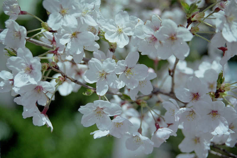 2005/04/0 NTT Tsuken