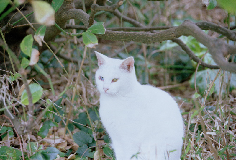 2004/11/14 Jo-ga-shima