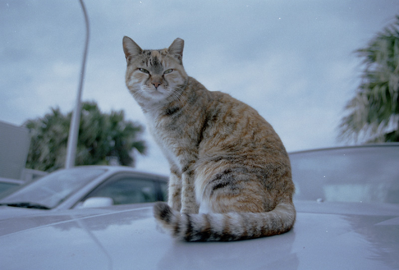 2005/02/   Jo-ga-shima